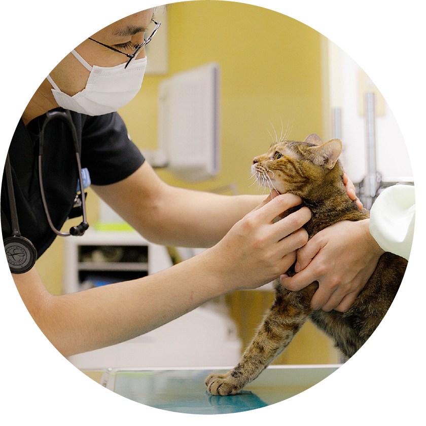 砂川犬と猫の病院の診療案内